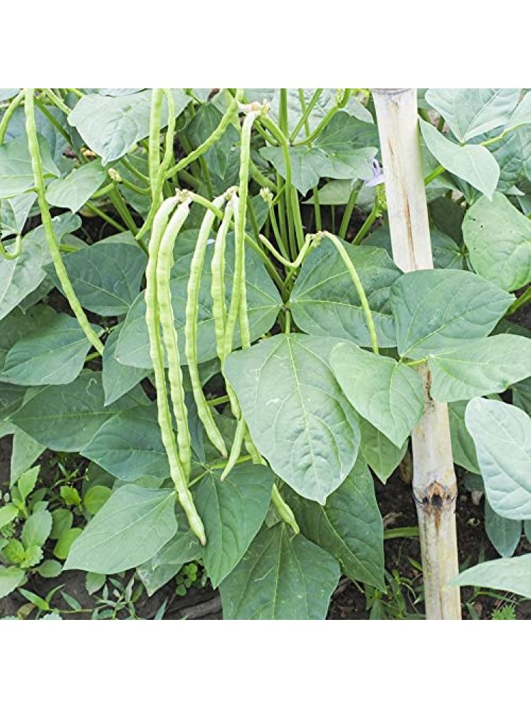     			Vedhahi Hybrid Cowpea Vegetable ( 50 Seeds )