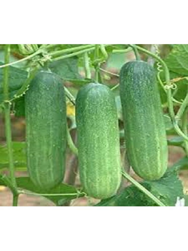     			Vedhahi Hybrid Cucumber Vegetable ( 10 Seeds )