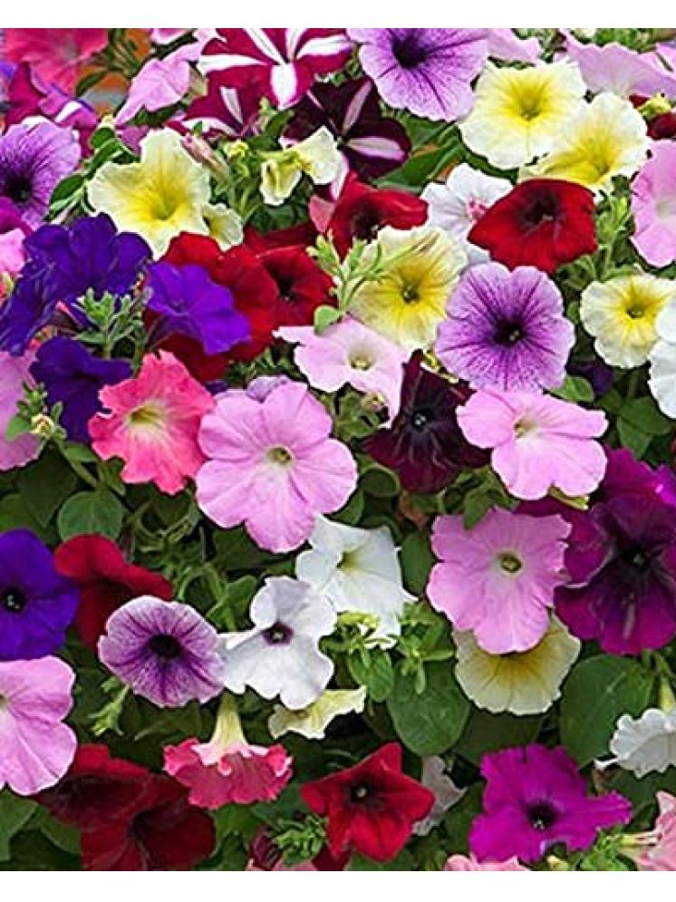     			Vedhahi Hybrid Petunia Rapide Mixed Flower ( 10 Seeds )