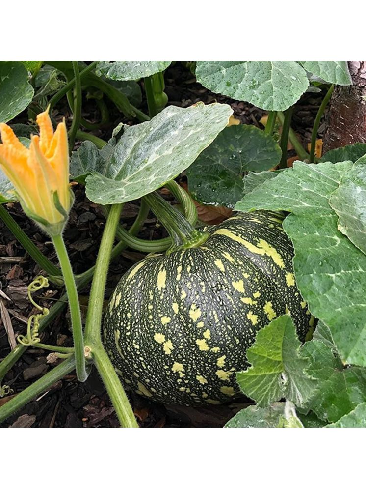     			Vedhahi Pumpkin Big Vegetable ( 10 Seeds )