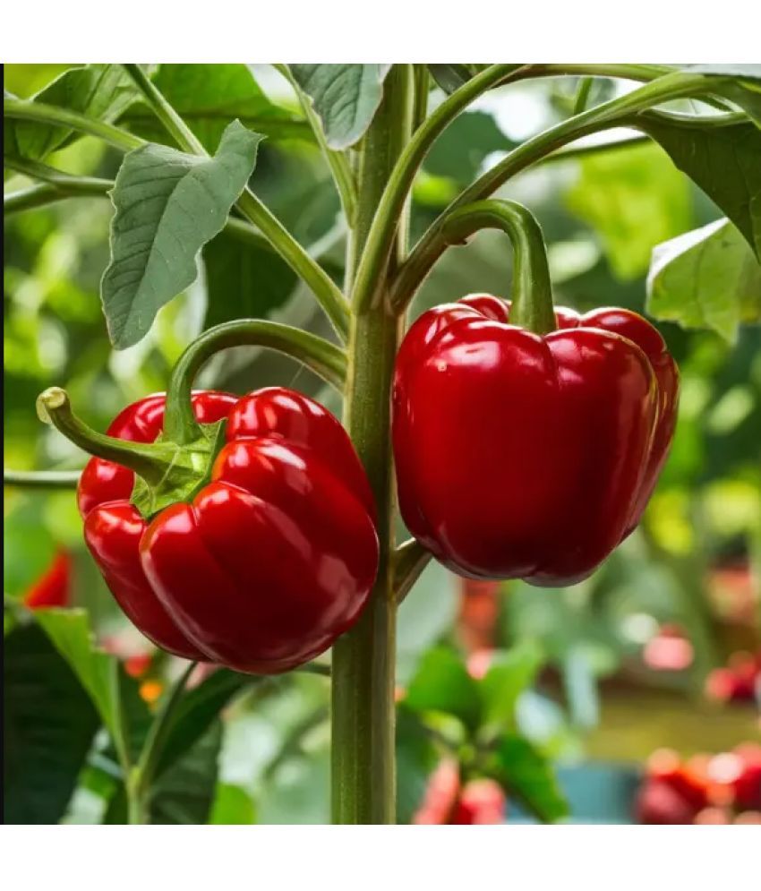     			Jignisha Seeds Capsicum Vegetable ( 50 Seeds )