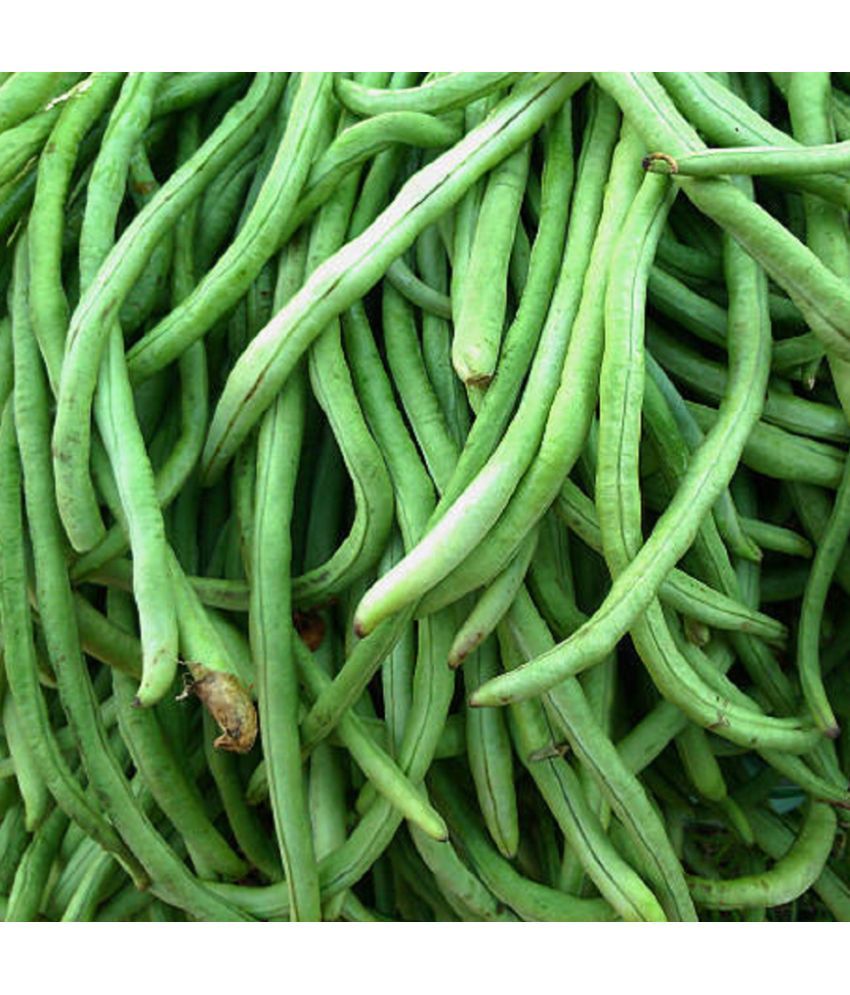     			Jignisha Seeds Hybrid Lobia Beans Vegetable ( 50 Seeds )