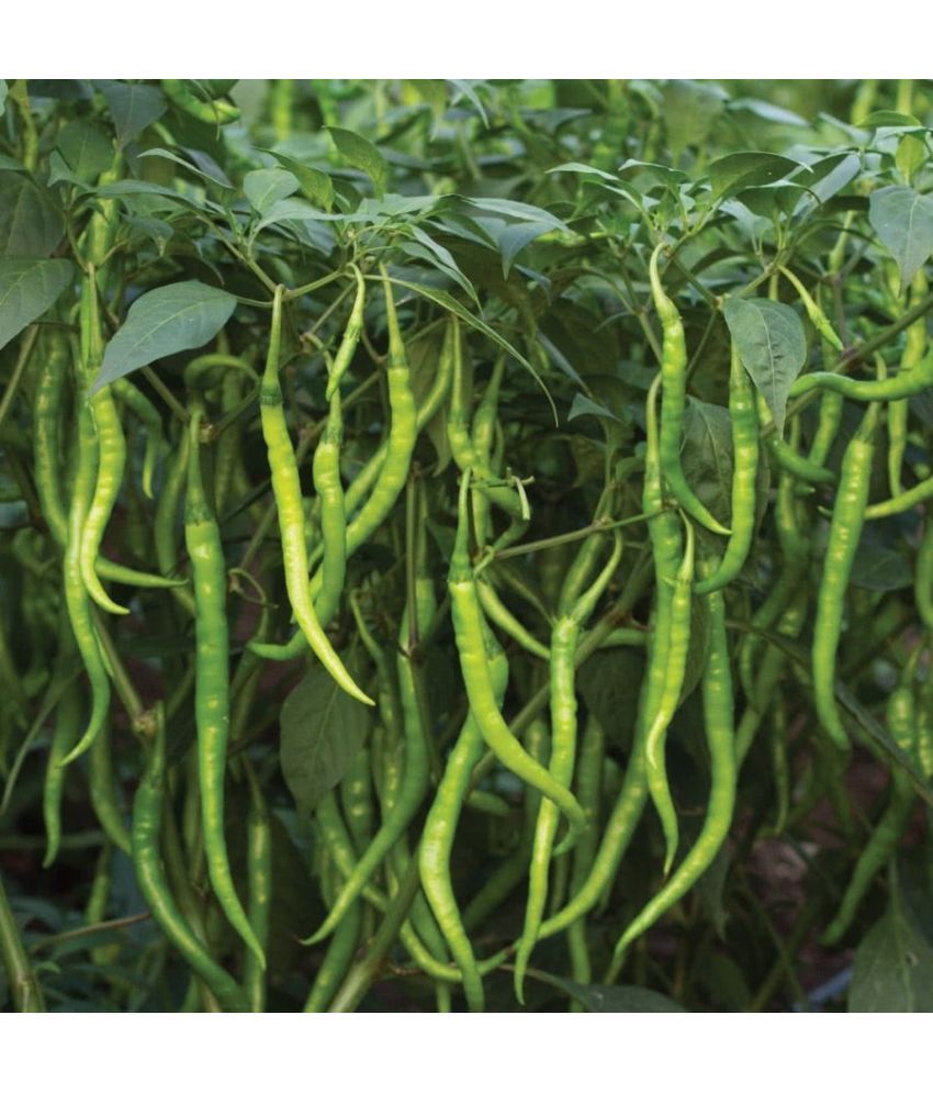     			Jignisha Seeds Hybrid Long Chilli Vegetable ( 50 Seeds )