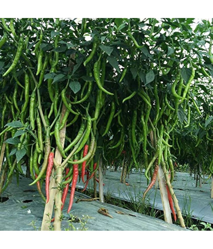     			Jignisha Seeds Long Chilli Vegetable ( 50 Seeds )