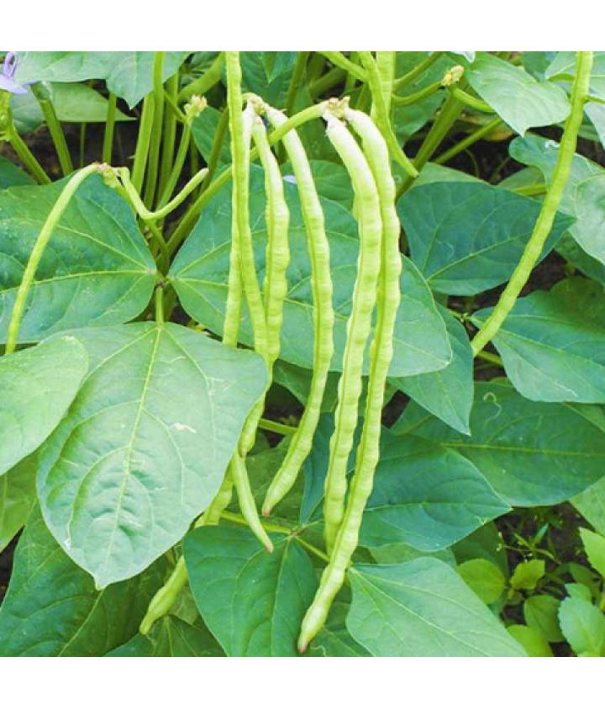     			Jignisha Seeds Organic Lobia Beans Vegetable ( 50 Seeds )