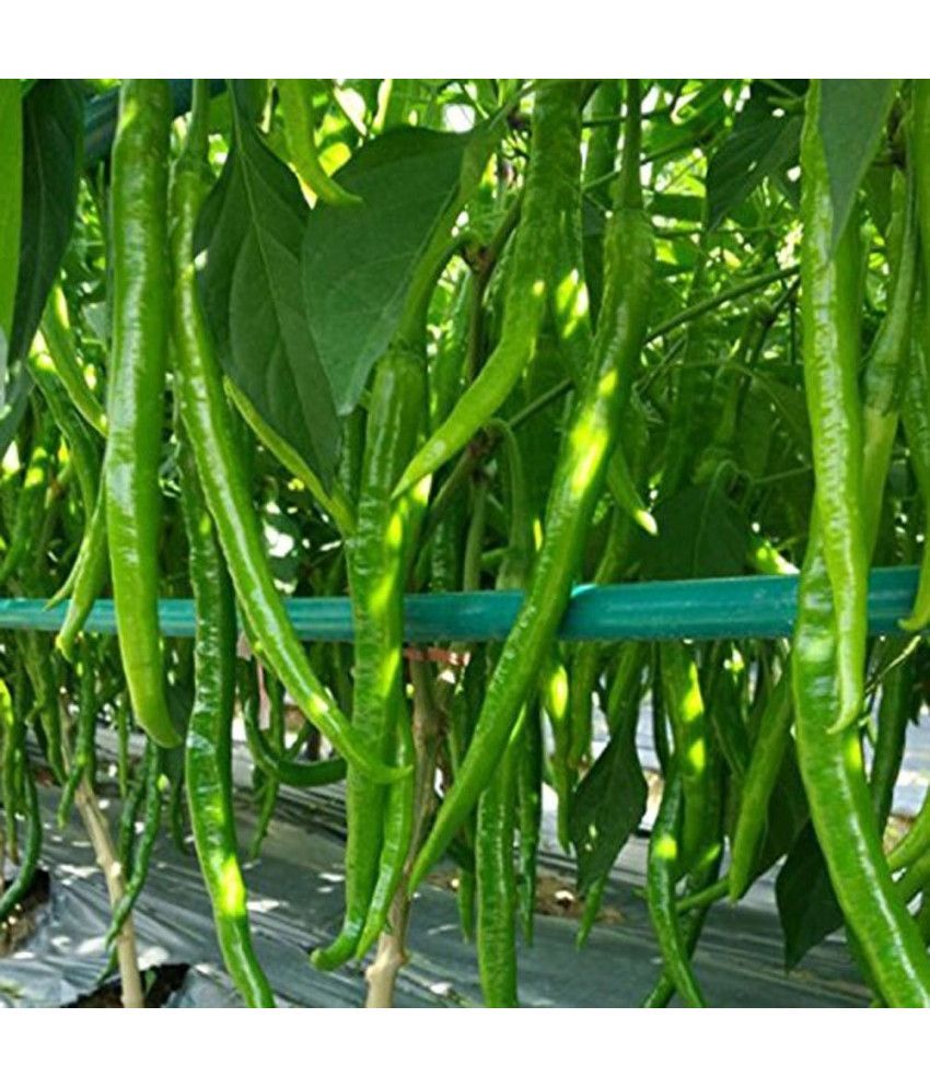     			Jignisha Seeds Organic Long Chilli Vegetable ( 50 Seeds )