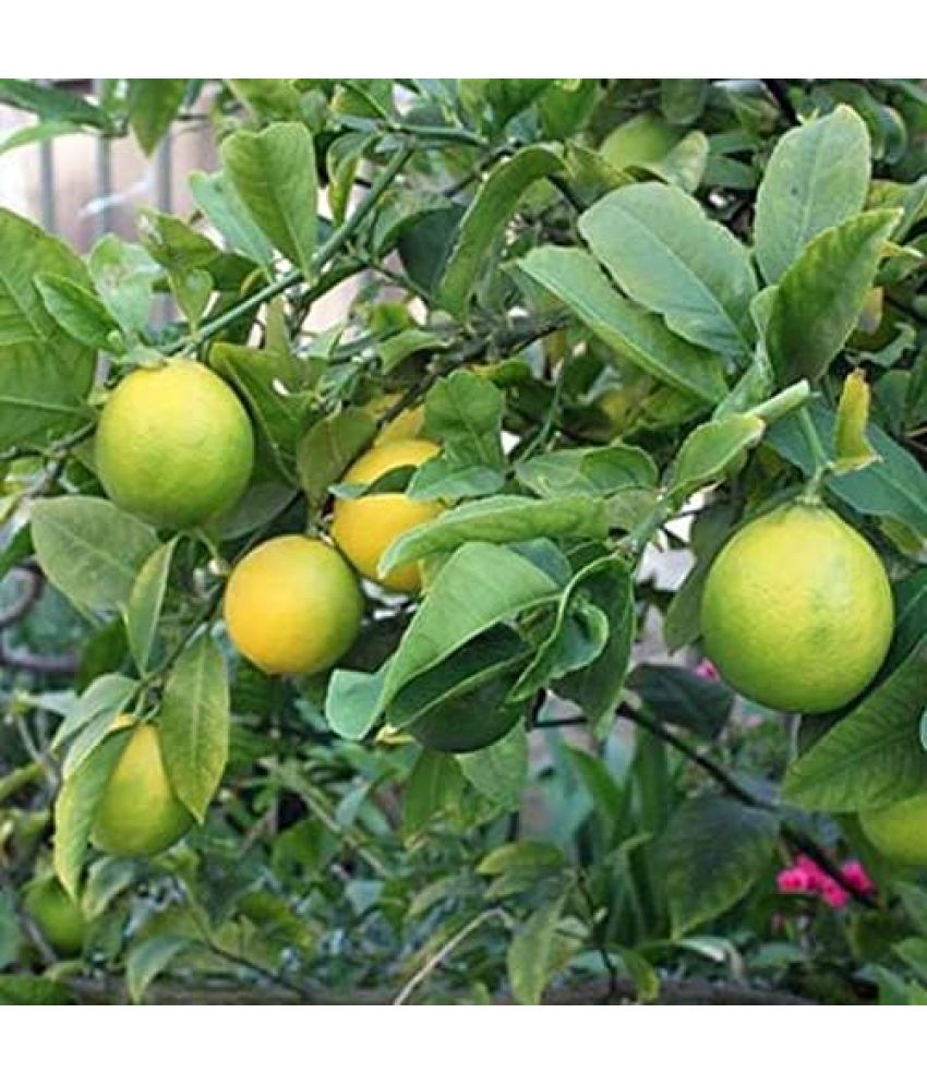     			Vedhahi Lemon (Citrus) Fruit ( 60 Seeds )