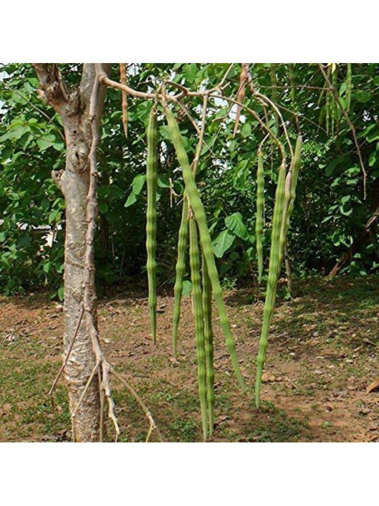     			Jignisha Seeds Hybrid Moringa (Drumstick) Vegetable ( 30 Seeds )