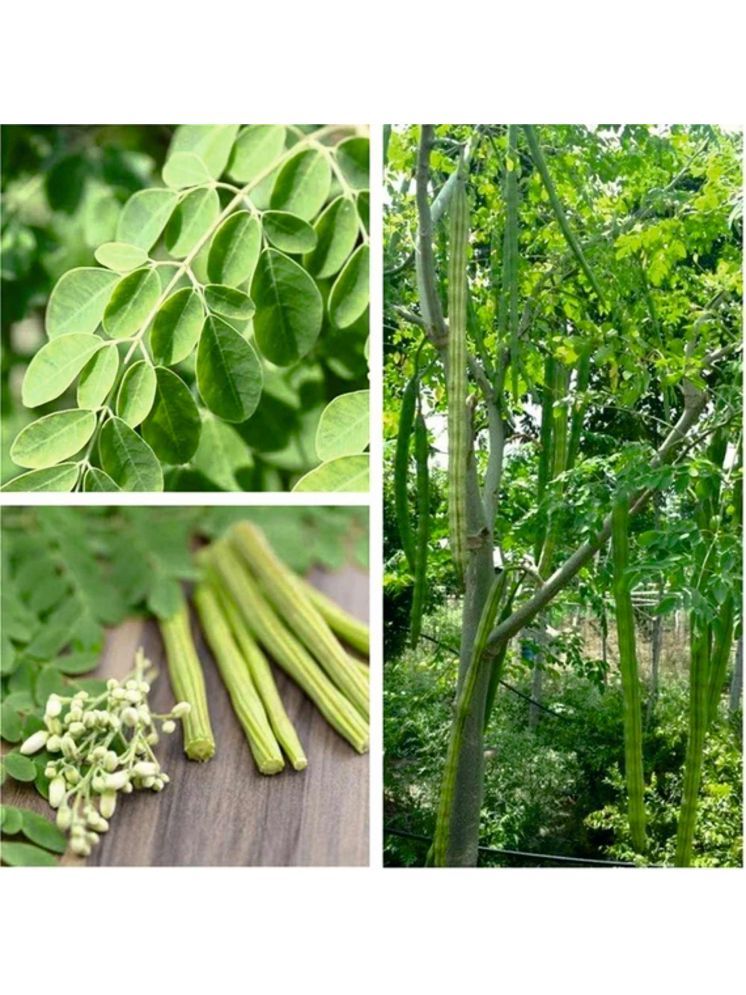     			Jignisha Seeds Hybrid Shajan Falli Vegetable ( 30 Seeds )