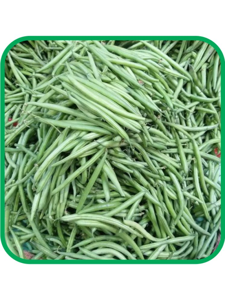     			Aero Seeds French Beans Pack of 30 Seeds