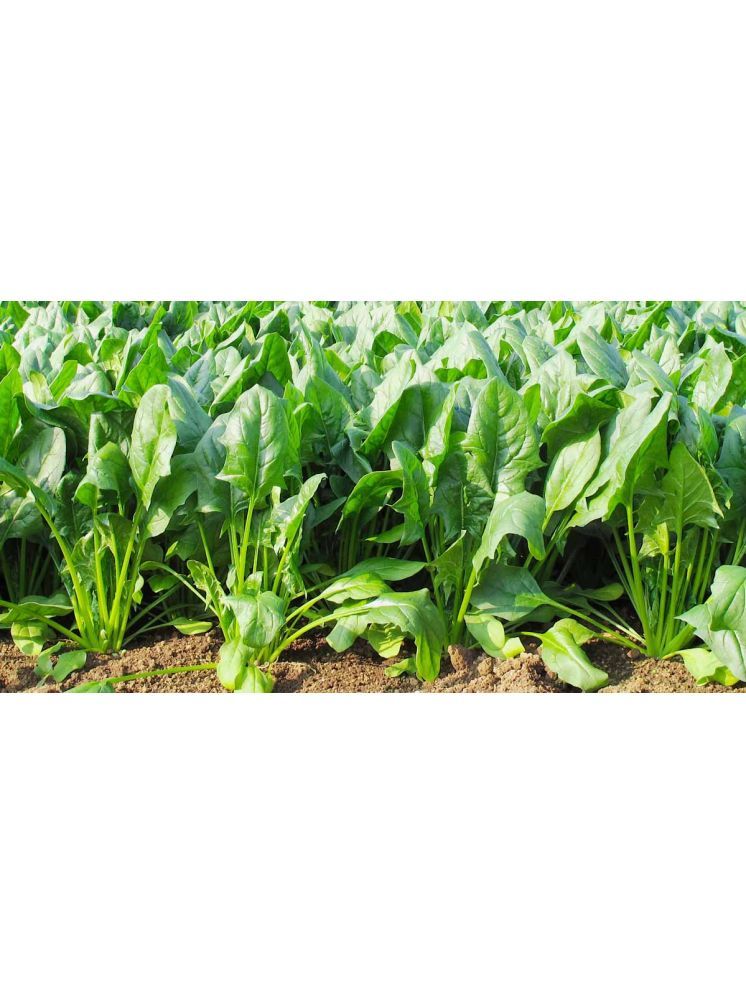     			Aero Seeds Katila Palak Pack of 500 Seeds