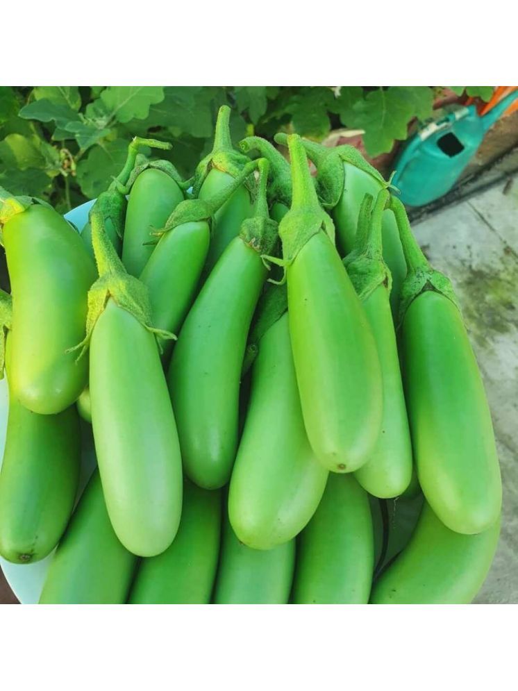     			Jignisha Seeds Green Long Brinjal Vegetable ( 50 Seeds )