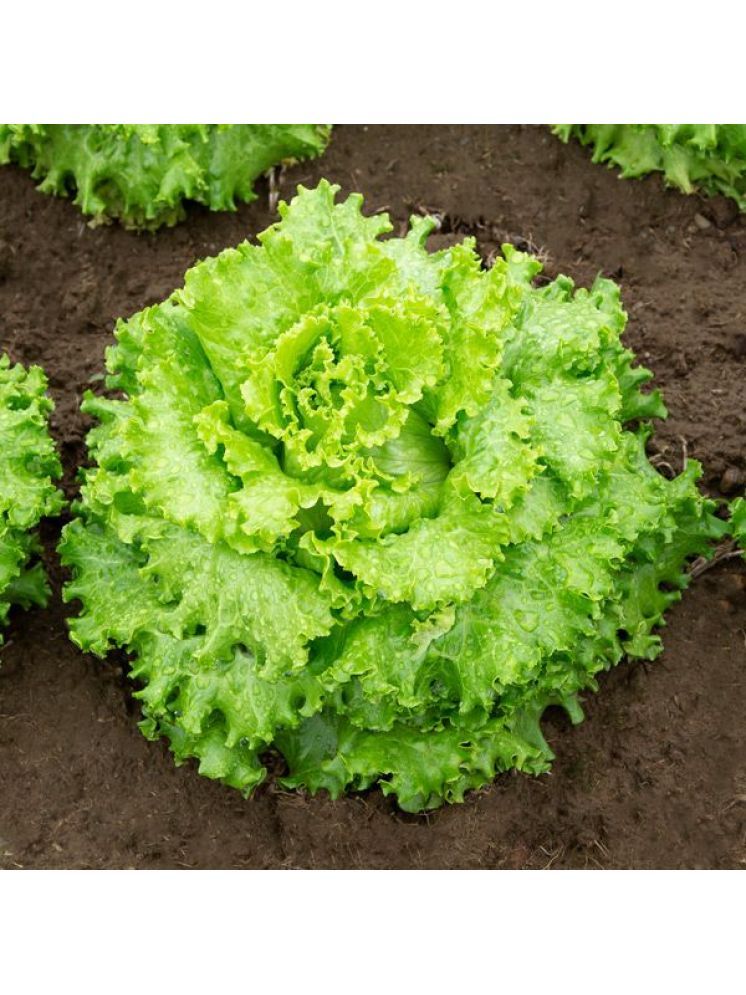     			Jignisha Seeds Hybrid Green Lettuce Vegetable ( 100 Seeds )