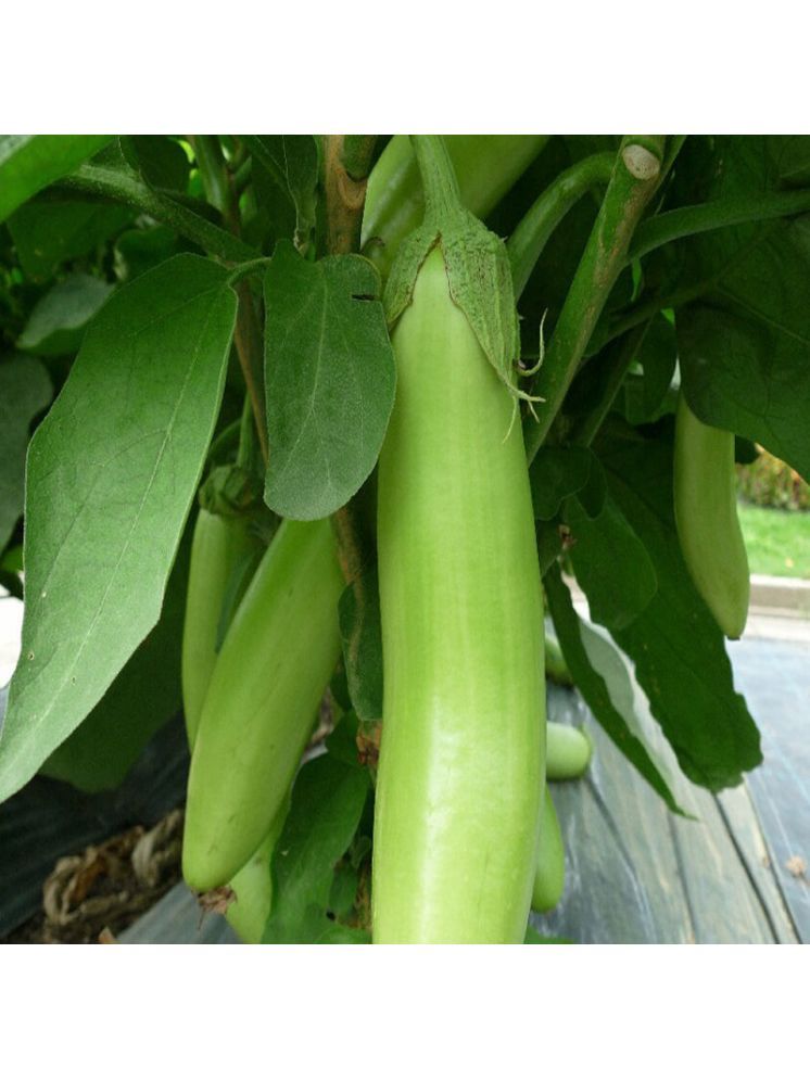     			Jignisha Seeds Organic Green Brinjal Vegetable ( 50 Seeds )