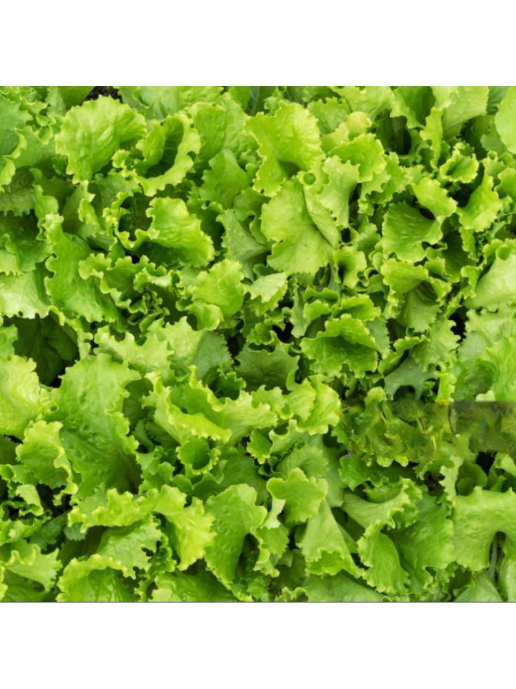     			Jignisha Seeds Organic Green Lettuce Vegetable ( 100 Seeds )