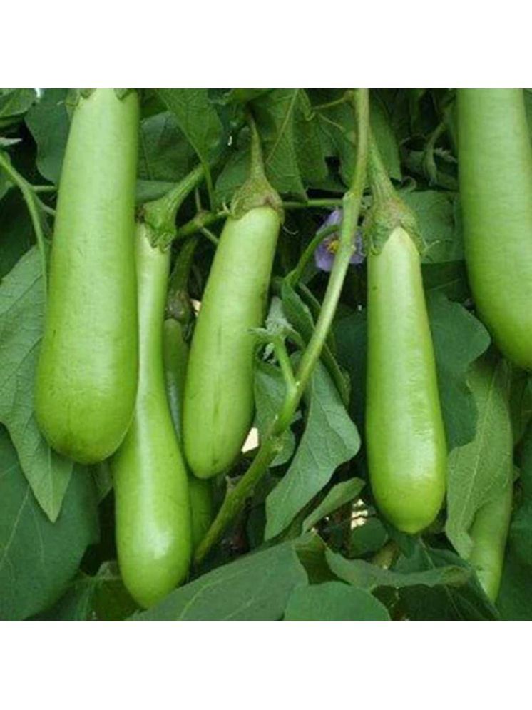     			Jignisha Seeds Organic Green Long Brinjal Vegetable ( 50 Seeds )