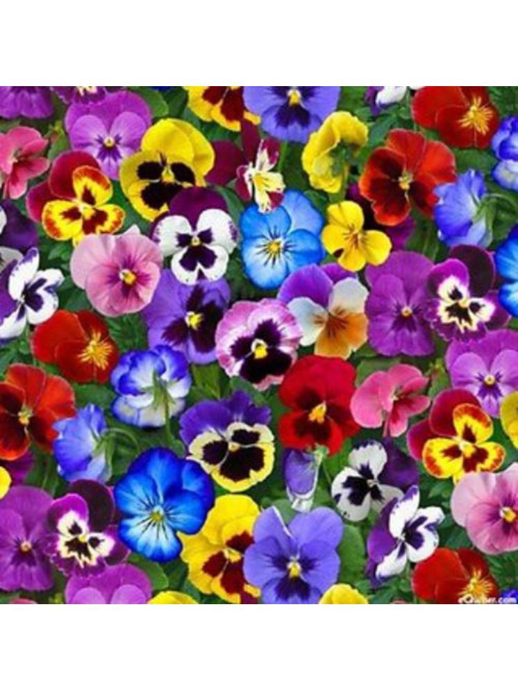     			PARTHVA SEEDS Pansy Flower ( 100 Seeds )