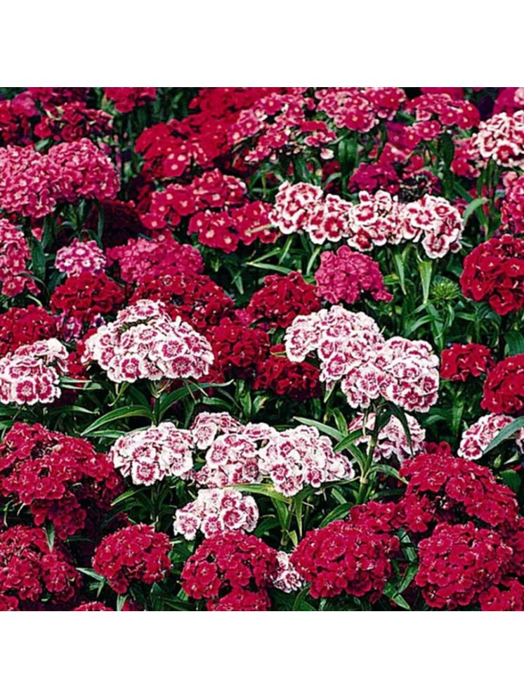     			PARTHVA SEEDS Sweet William Flower ( 100 Seeds )