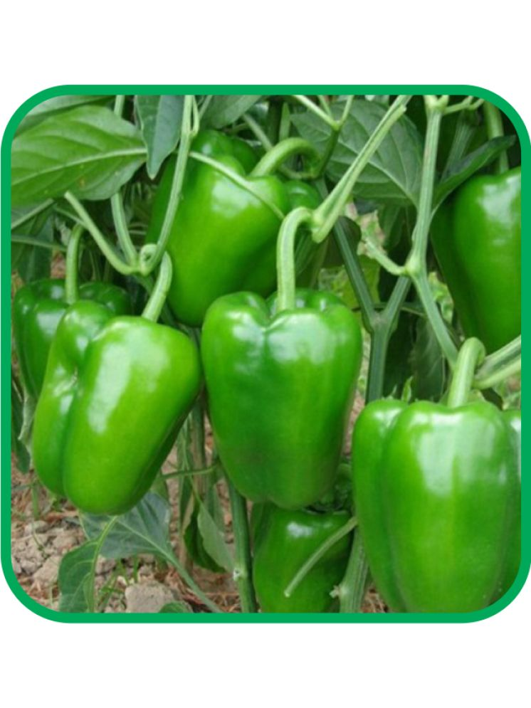     			Aero Seeds Capsicum Green Pack of 50 Seeds