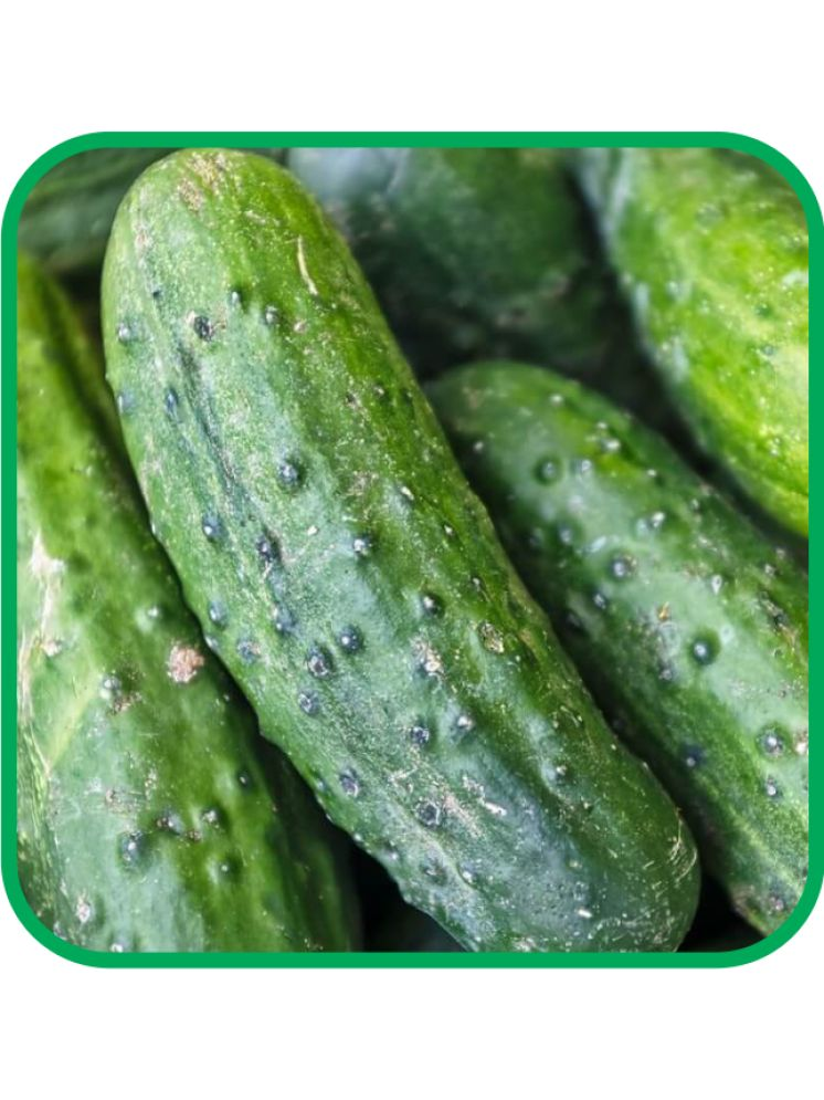     			Aero Seeds Cucumber Vegetable ( 50 Seeds )