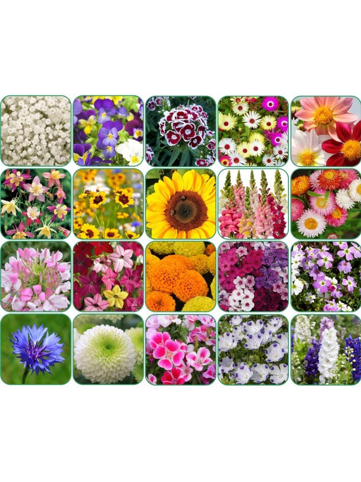     			Aero Seeds 20 variety Flower seeds combo pack with instruction manual.