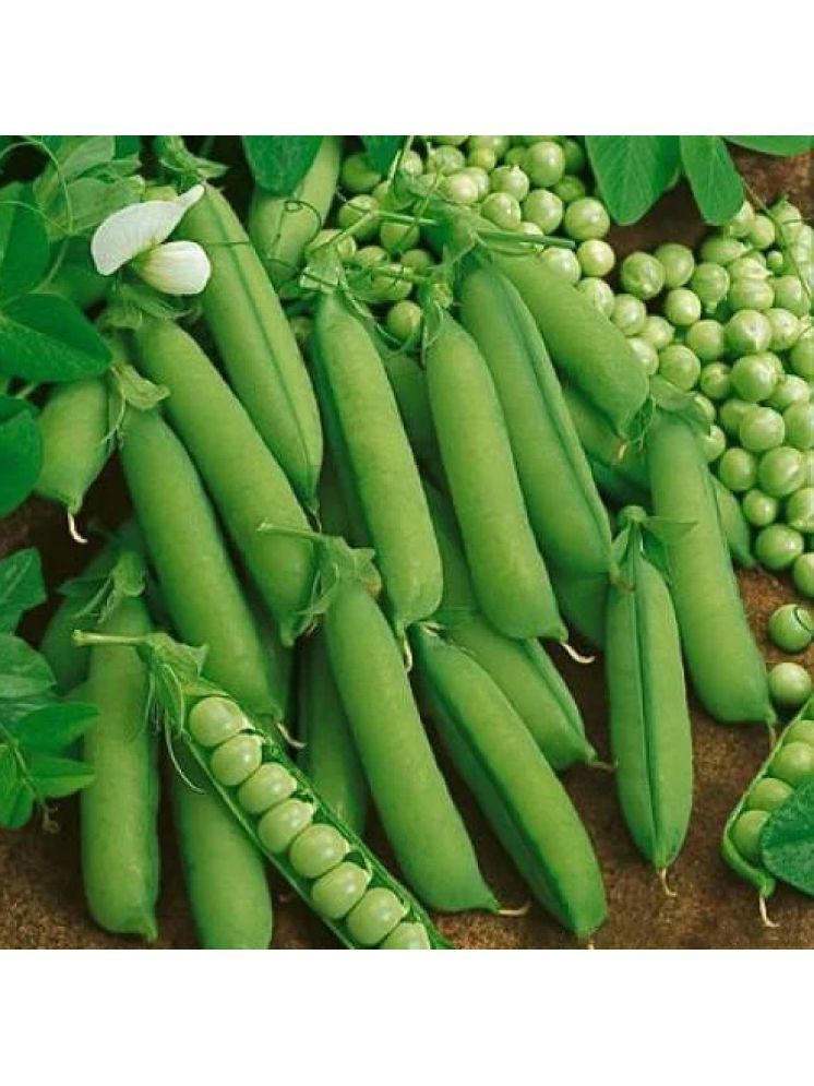     			Jignisha Seeds Green Pea Vegetable ( 30 Seeds )