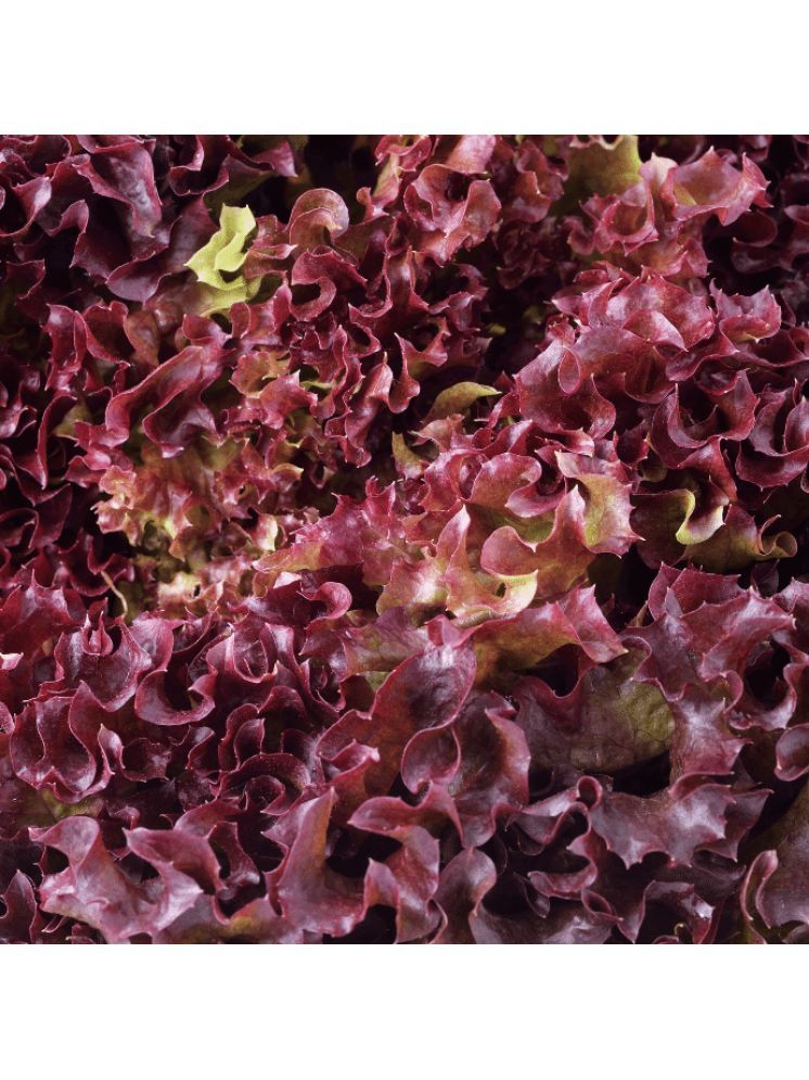     			Jignisha Seeds Hybrid Red Lettuce Vegetable ( 50 Seeds )