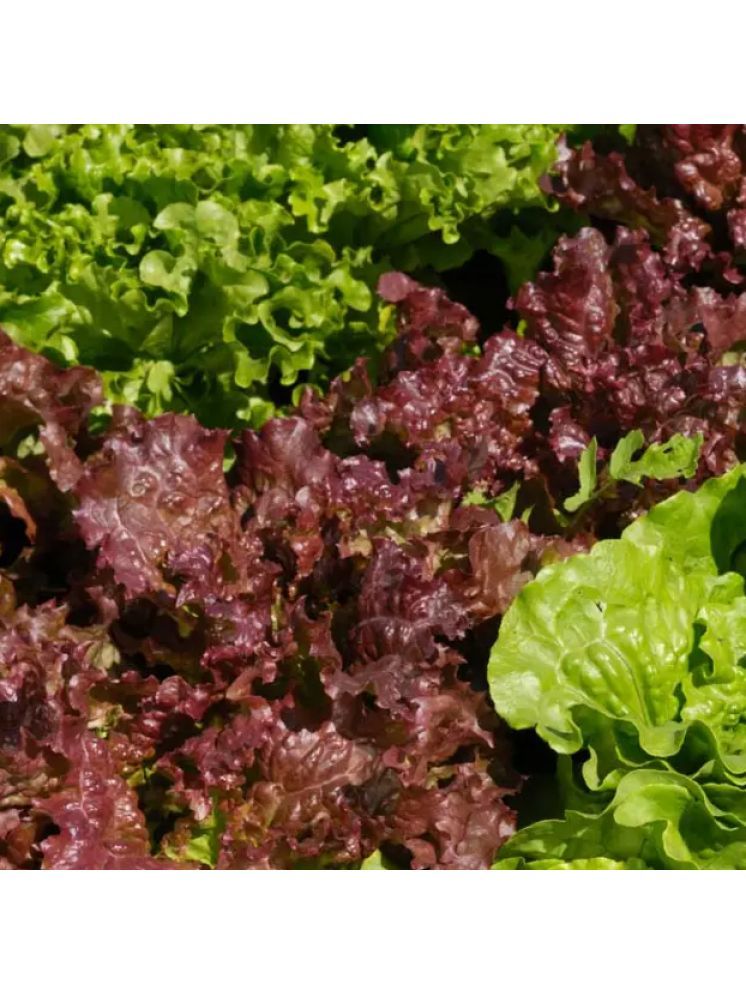     			Jignisha Seeds Hybrid Red Lettuce Vegetable ( 50 Seeds )