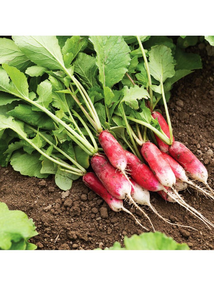     			Jignisha Seeds Organic Red Radish Vegetable ( 50 Seeds )