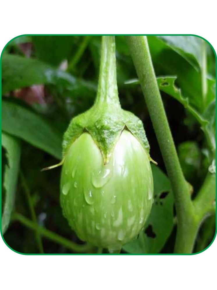     			Aero Seeds Brinjal Green Round Pack of 50 Seeds