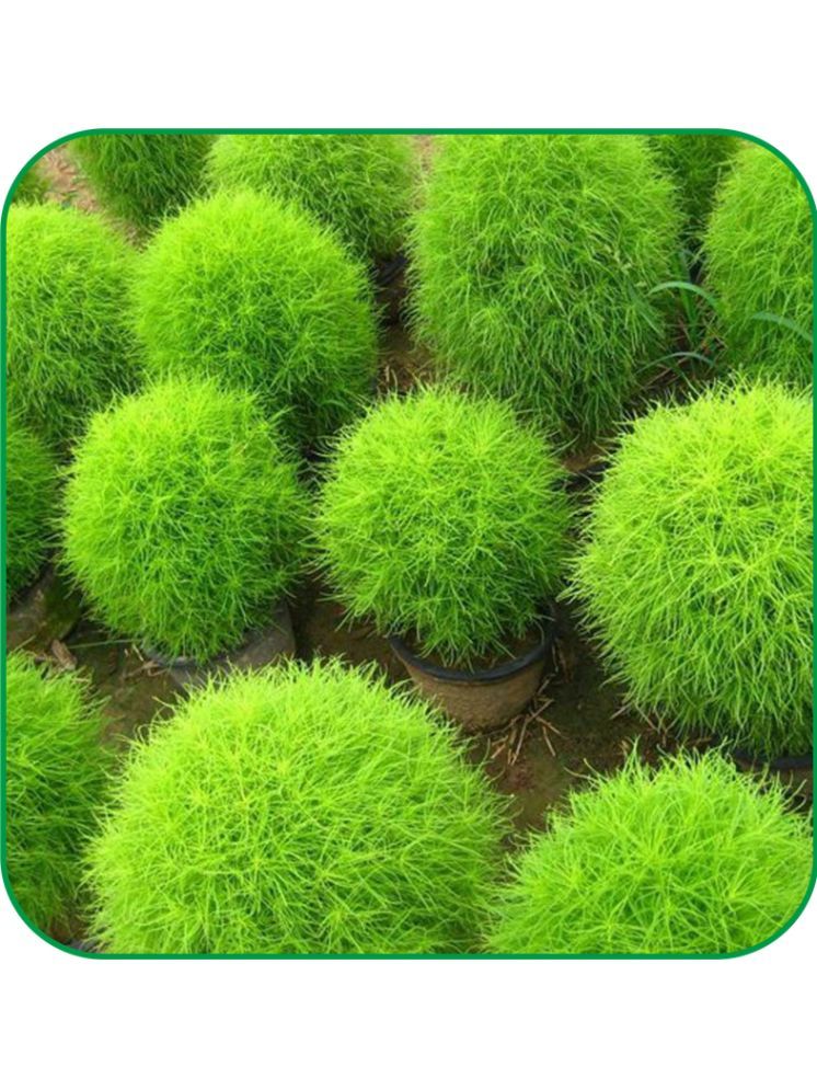     			Aero Seeds Kochia Grass ( 100 Seeds )