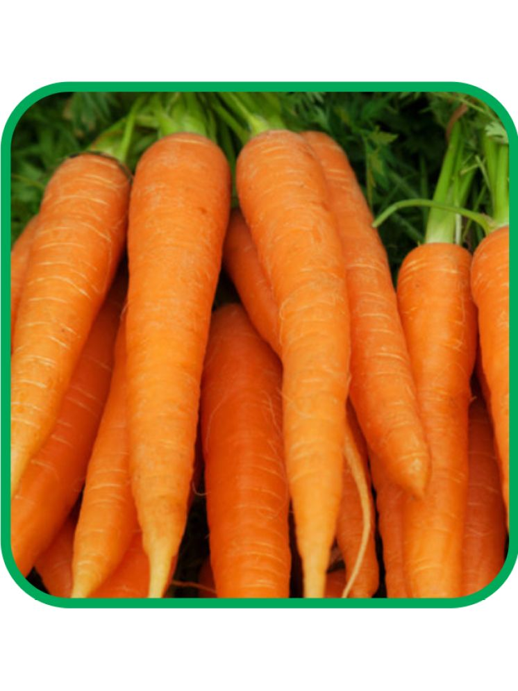     			Aero Seeds Organic Carrot Vegetable ( 100 Seeds )