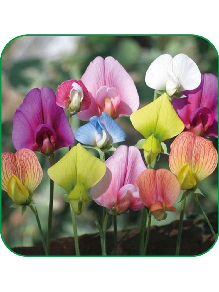     			Aero Seeds Sweet Pea Pack of 30 Seeds