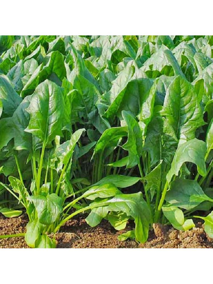     			Jignisha Seeds Spinach Vegetable ( 200 Seeds )