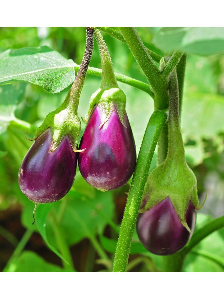     			Jignisha Seeds Organic Aubergine Vegetable ( 50 Seeds )