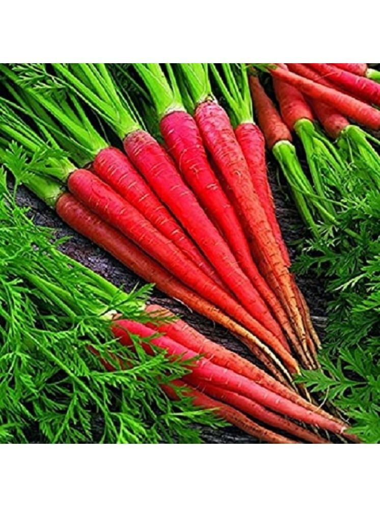     			Jignisha Seeds Carrot Vegetable ( 50 Seeds )