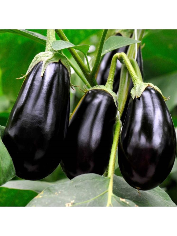     			Jignisha Seeds Hybrid Aubergine Vegetable ( 50 Seeds )