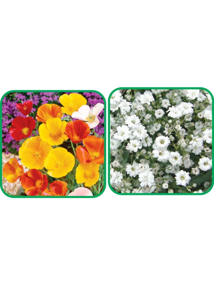     			Aero Seeds Gypsophila elegans White (50 Seeds) And Poppy California Mix Color (50 Seeds) Flower Seeds Pack