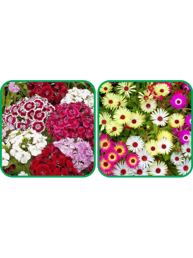     			Aero Seeds Ice Flower Mix Color (50 Seeds) (50 Seeds)And Sweet William Mix Color (50 Seeds) Flower Seeds Pack