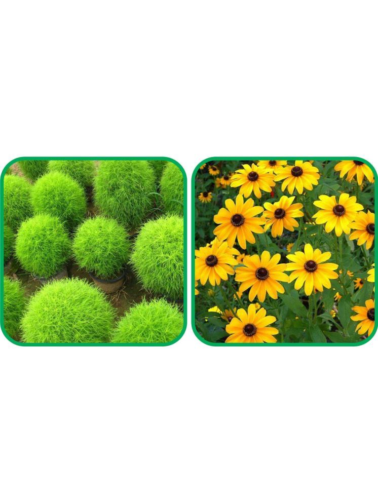     			Aero Seeds Sunflower Miniature (50 Seeds) And Kochia (50 Seeds) Flower Seeds Pack