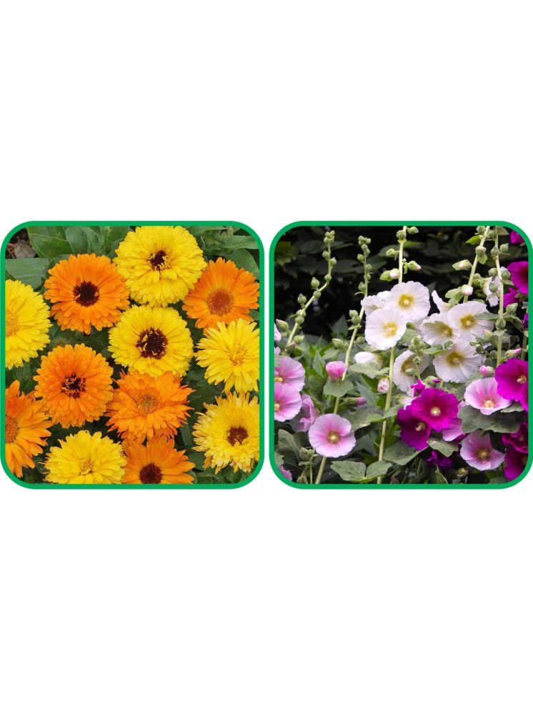     			Aero Seeds Hollyhock Mix Color (50 Seeds) And Calendula Mix Color (50 Seeds) Flower Seeds Pack