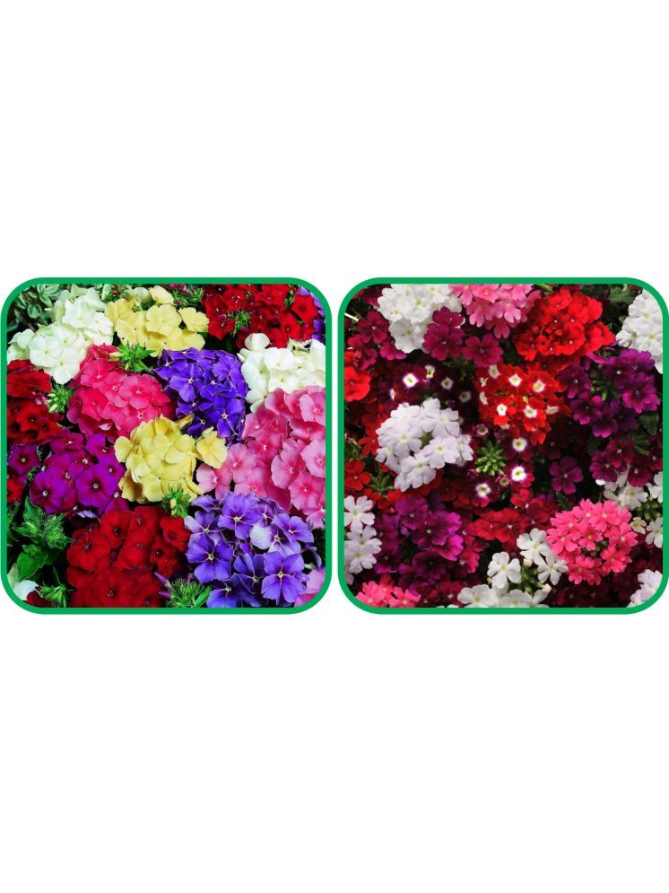     			Aero Seeds Verbena Mix Color (50 Seeds) And Philox Mix Color (50 Seeds) Flower Seeds Pack