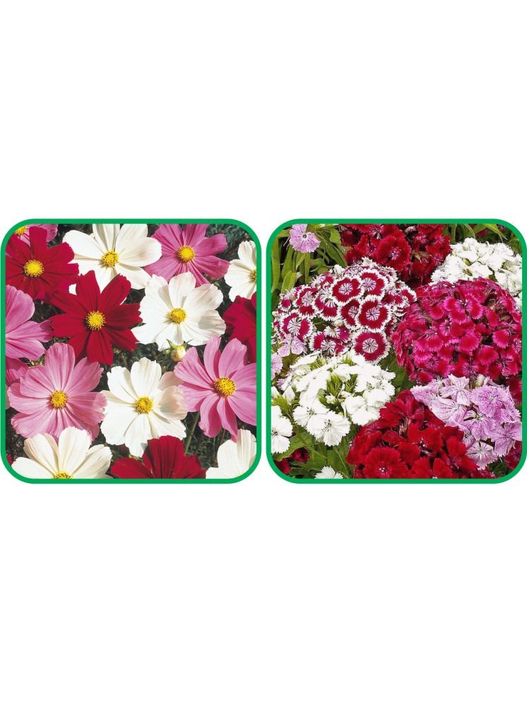     			Aero Seeds Sweet William Mix Color (50 Seeds) And Cosmos Mix Color (50 Seeds) Flower Seeds Pack