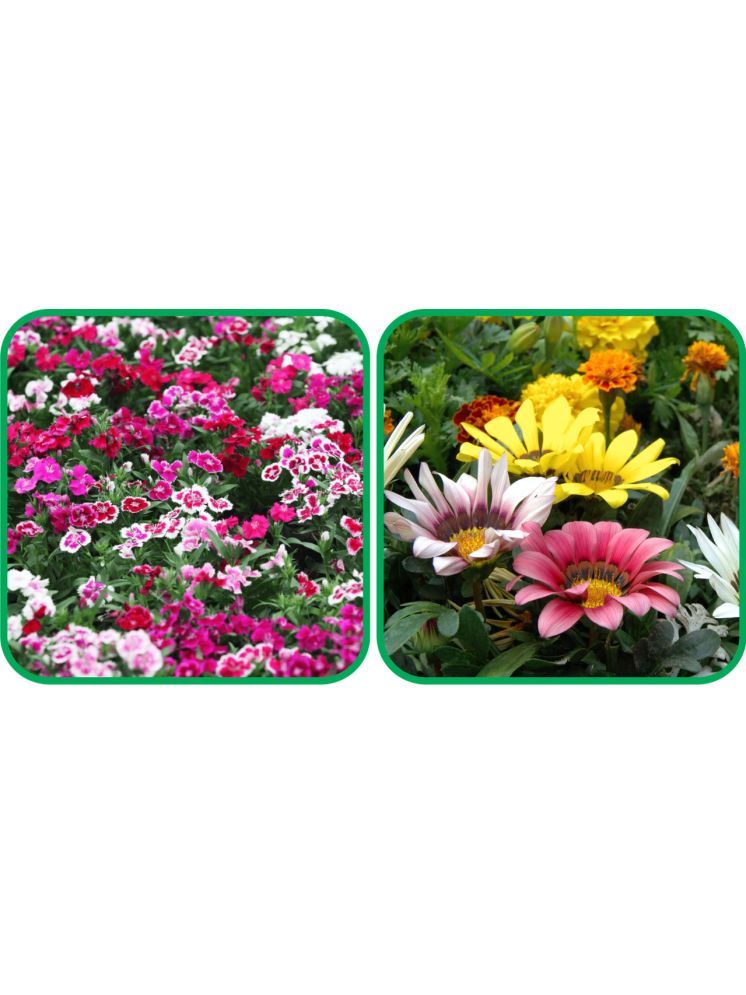     			Aero Seeds Gazania Mix Color (50 Seeds) And Dianthus Mix Color (50 Seeds) Flower Seeds Pack