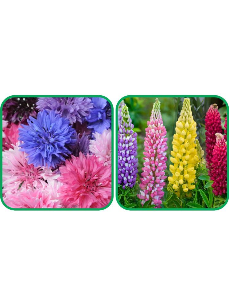     			Aero Seeds Lupin Mix Color (50 Seeds) And Cornflower Mix Color (50 Seeds) Flower Seeds Pack