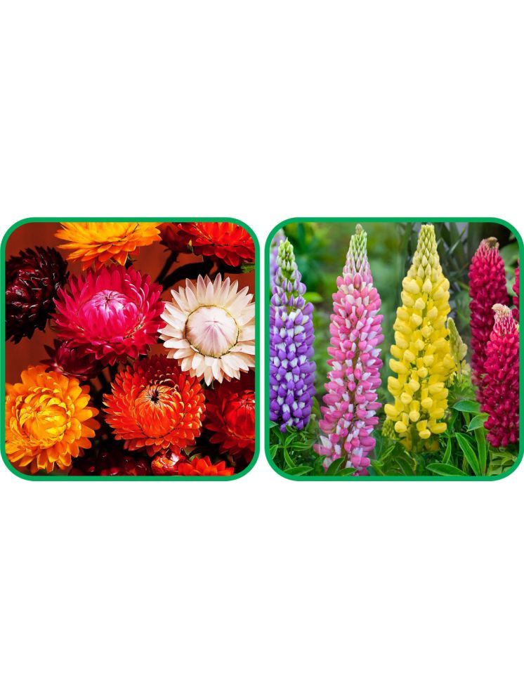     			Aero Seeds Lupin Mix Color (50 Seeds) And Helichrysum Mix Color (50 Seeds) Flower Seeds Pack