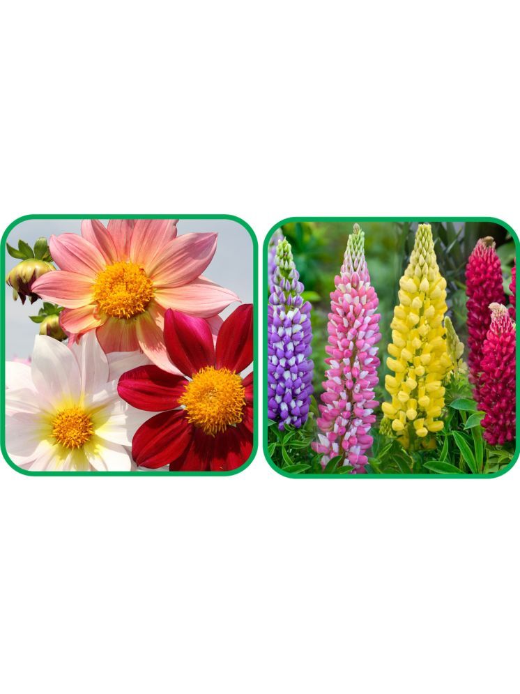     			Aero Seeds Lupin Mix Color (50 Seeds) And Dahlia Top Star Mix Color (50 Seeds) Flower Seeds Pack