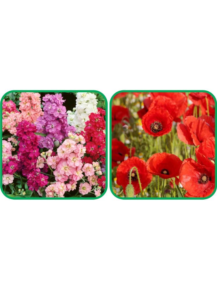     			Aero Seeds Poppy Red (50 Seeds) And Stock Mix Color (50 Seeds) Flower Seeds Pack