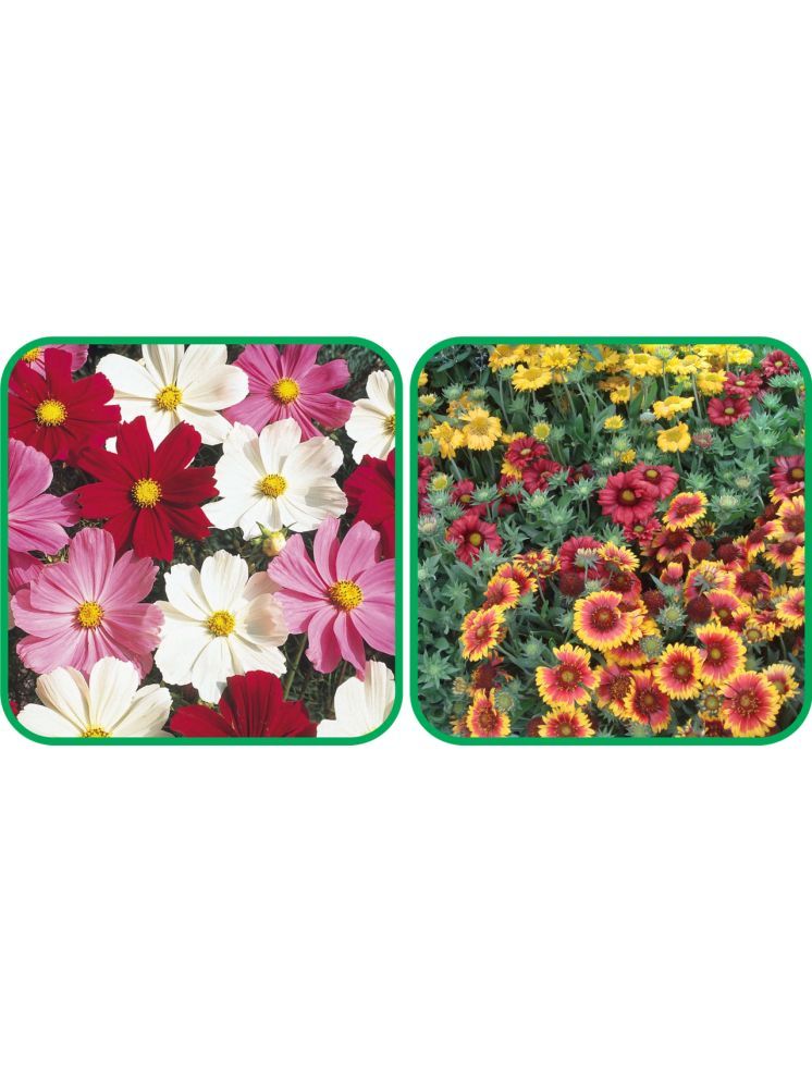     			Aero Seeds Gaillardia Aristata Mix Color (50 Seeds) And Cosmos Mix Color (50 Seeds) Flower Seeds Pack