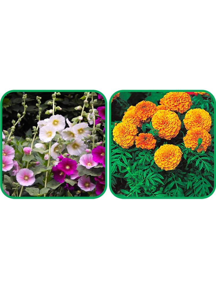     			Aero Seeds African Marigold Mix Color (50 Seeds) And Hollyhock Mix Color (50 Seeds) Flower Seeds Pack